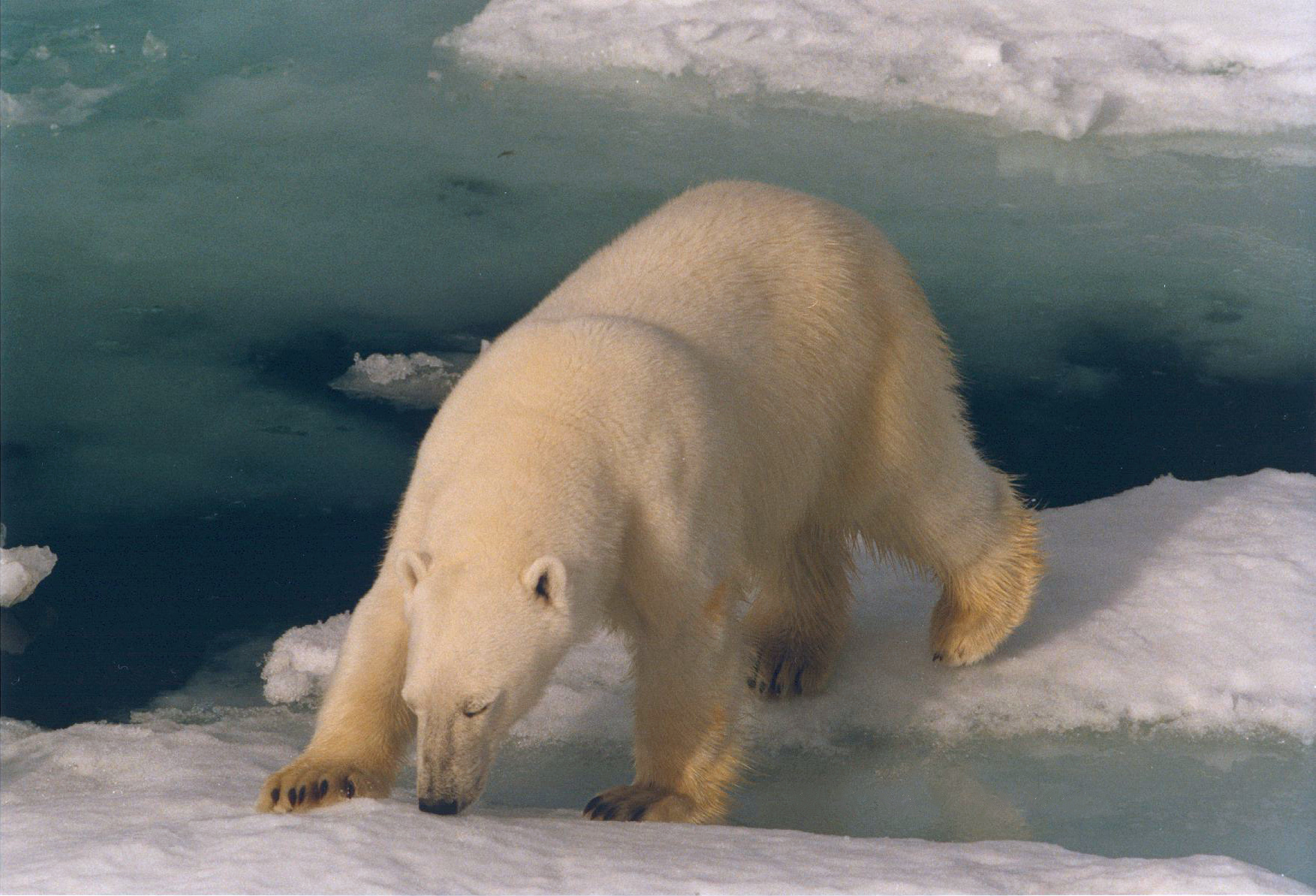 Медведи живут на севере. Белый медведь охотится. Медведи на Северном полюсе. Белый медведь живет на севере. Белые медведи живут.